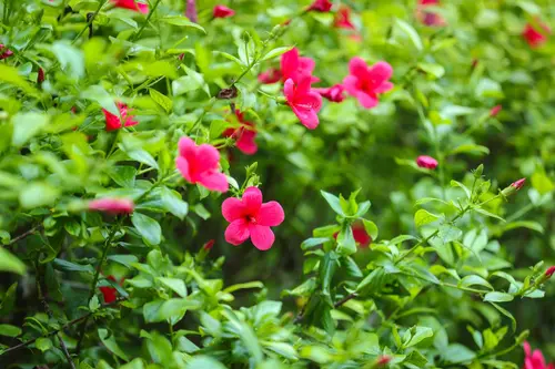 WelcomHeritage Bal Samand Lake Palace - Overview - Outdoors 11